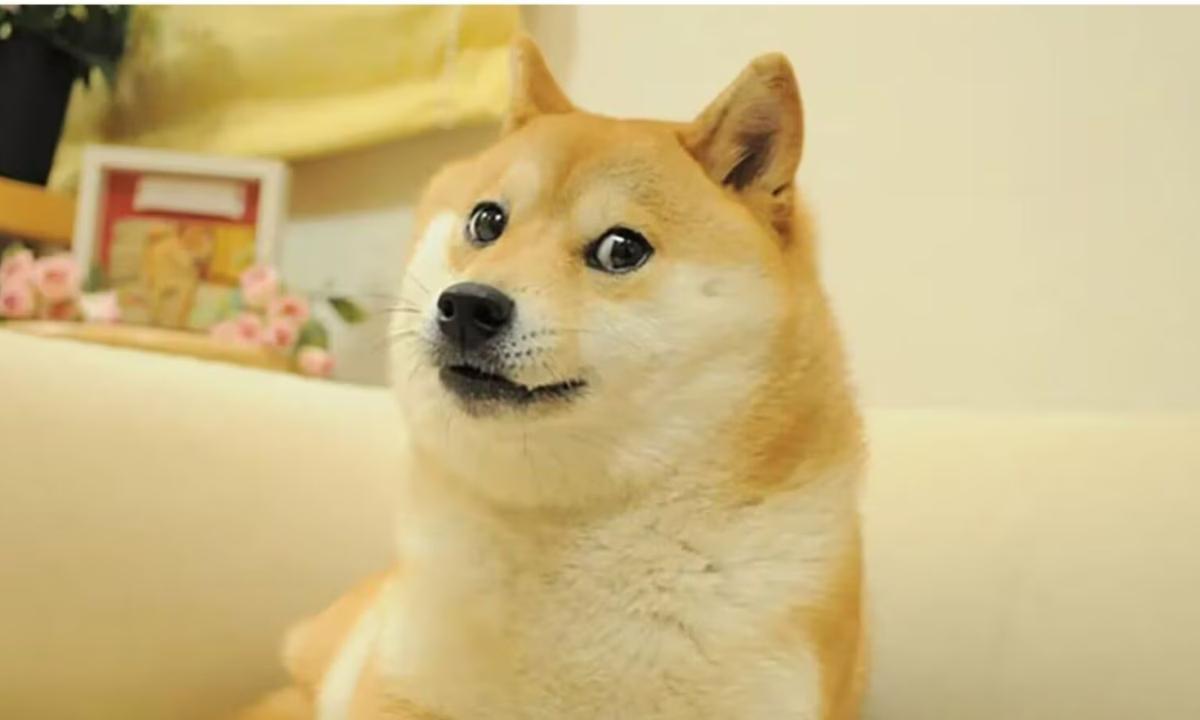 Kabosu, famoso do meme e símbolo da Dogecoin, morre aos 18 Anos